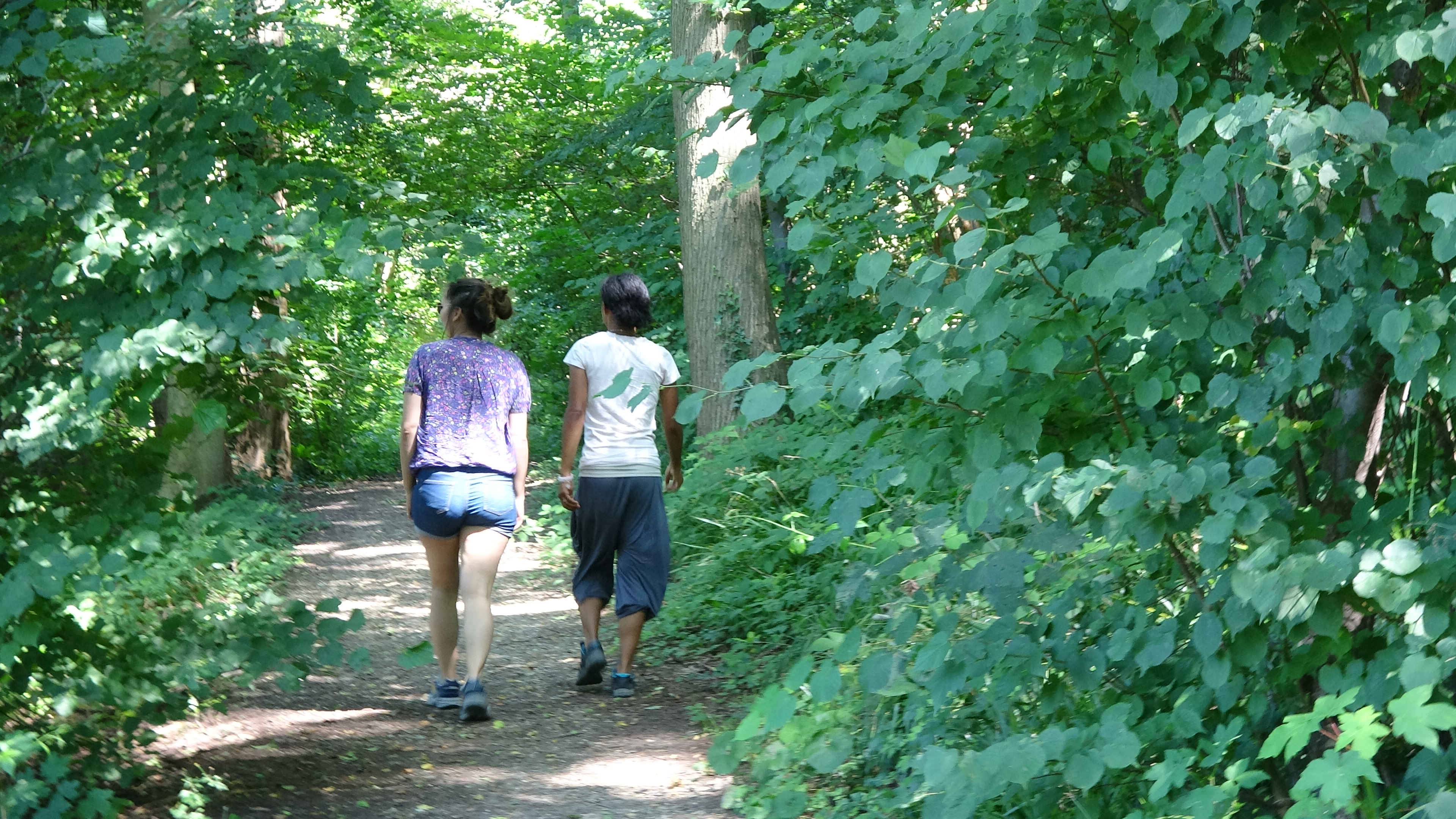 Walk in Forest